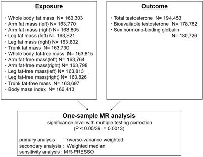 Body composition and testosterone in men: a Mendelian randomization study